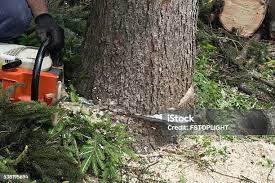 Best Tree Risk Assessment  in Westhampton Beach, NY