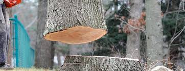 Best Firewood Processing and Delivery  in Westhampton Beach, NY